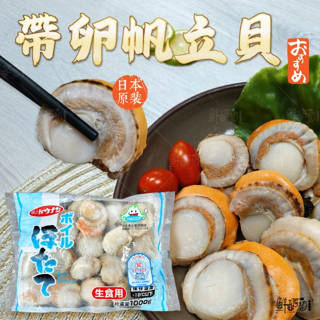 日本熟帶卵帆立貝