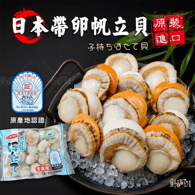 日本熟帶卵帆立貝