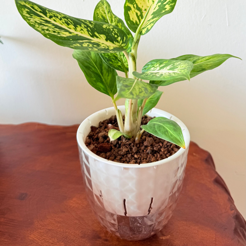 星光燦爛｜自動吸水盆植物