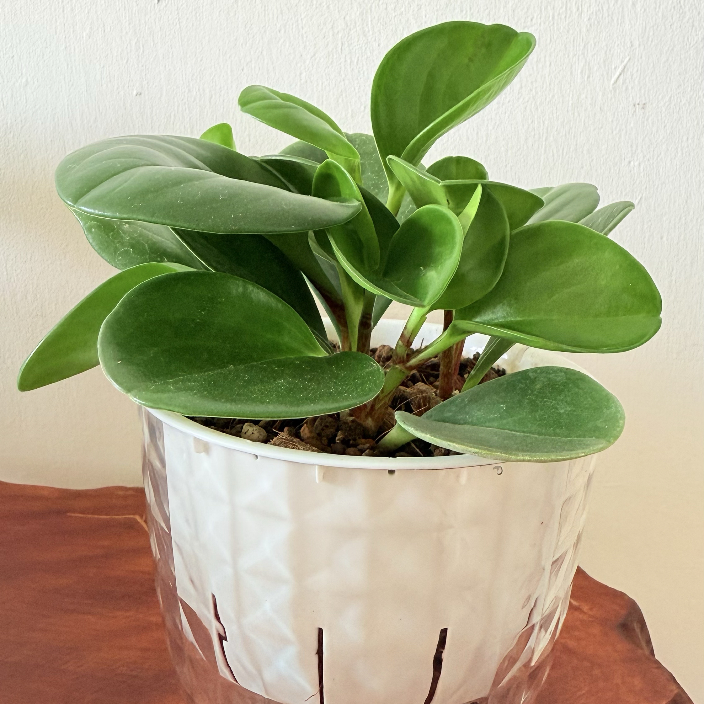 圓葉椒草｜自動吸水盆植物