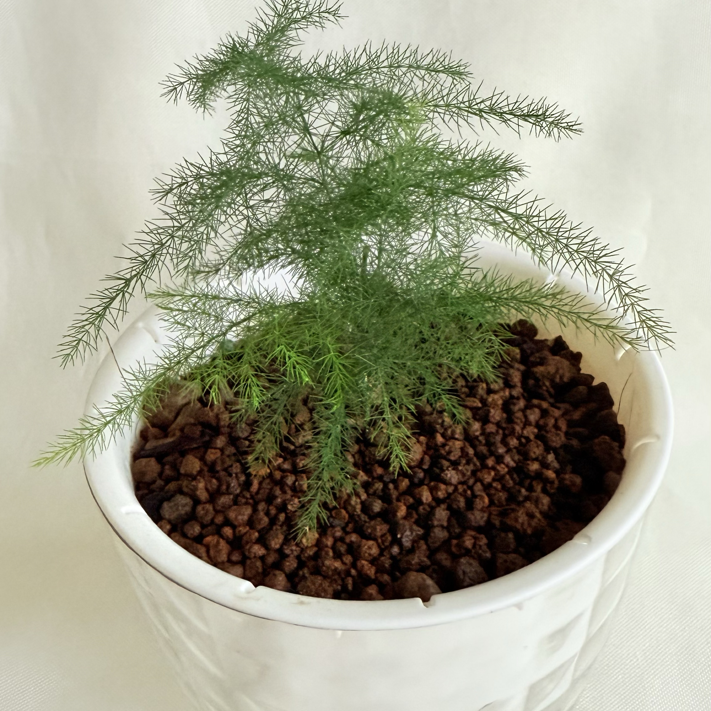 文竹｜自動吸水盆植物