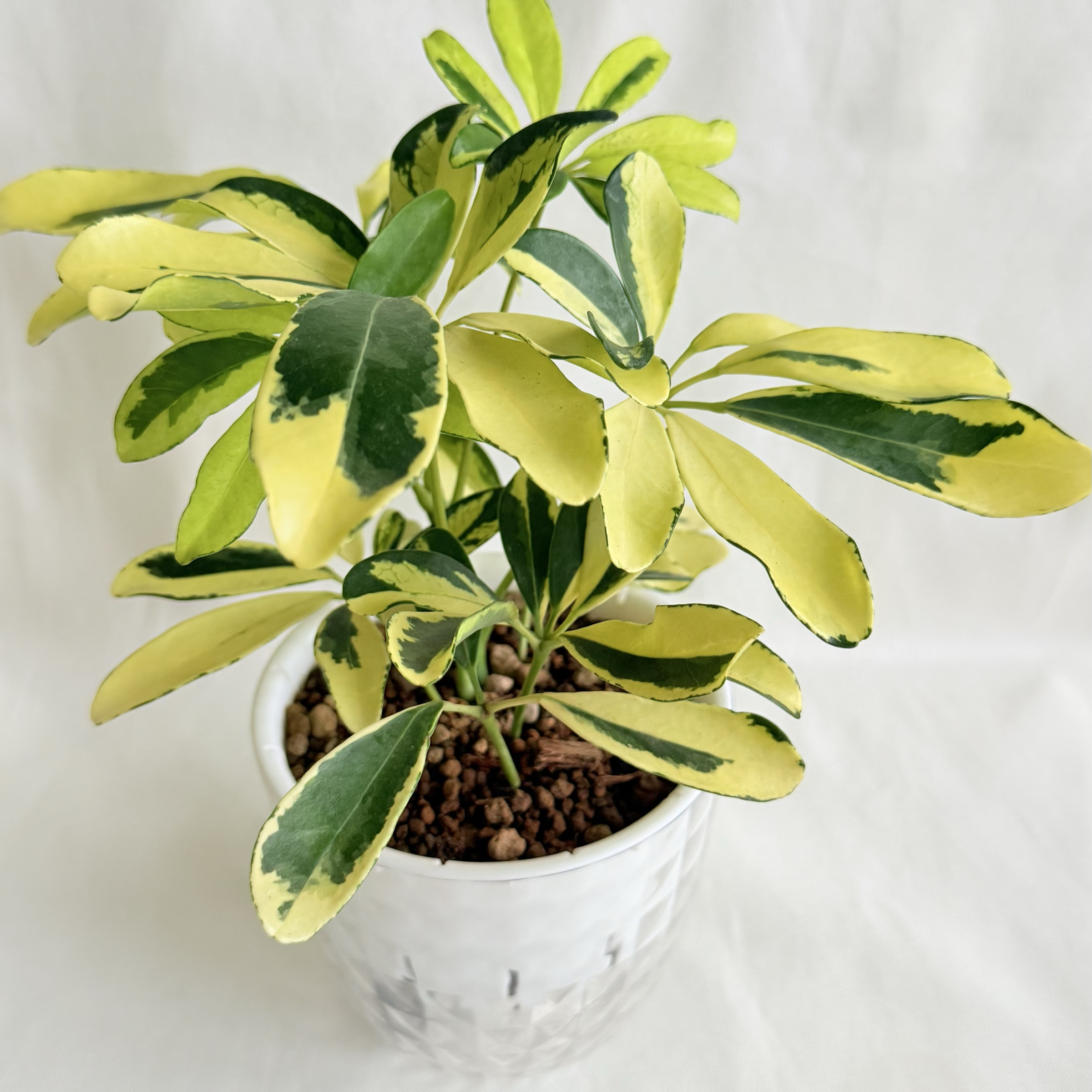 斑葉鵝掌藤｜自動吸水盆植物