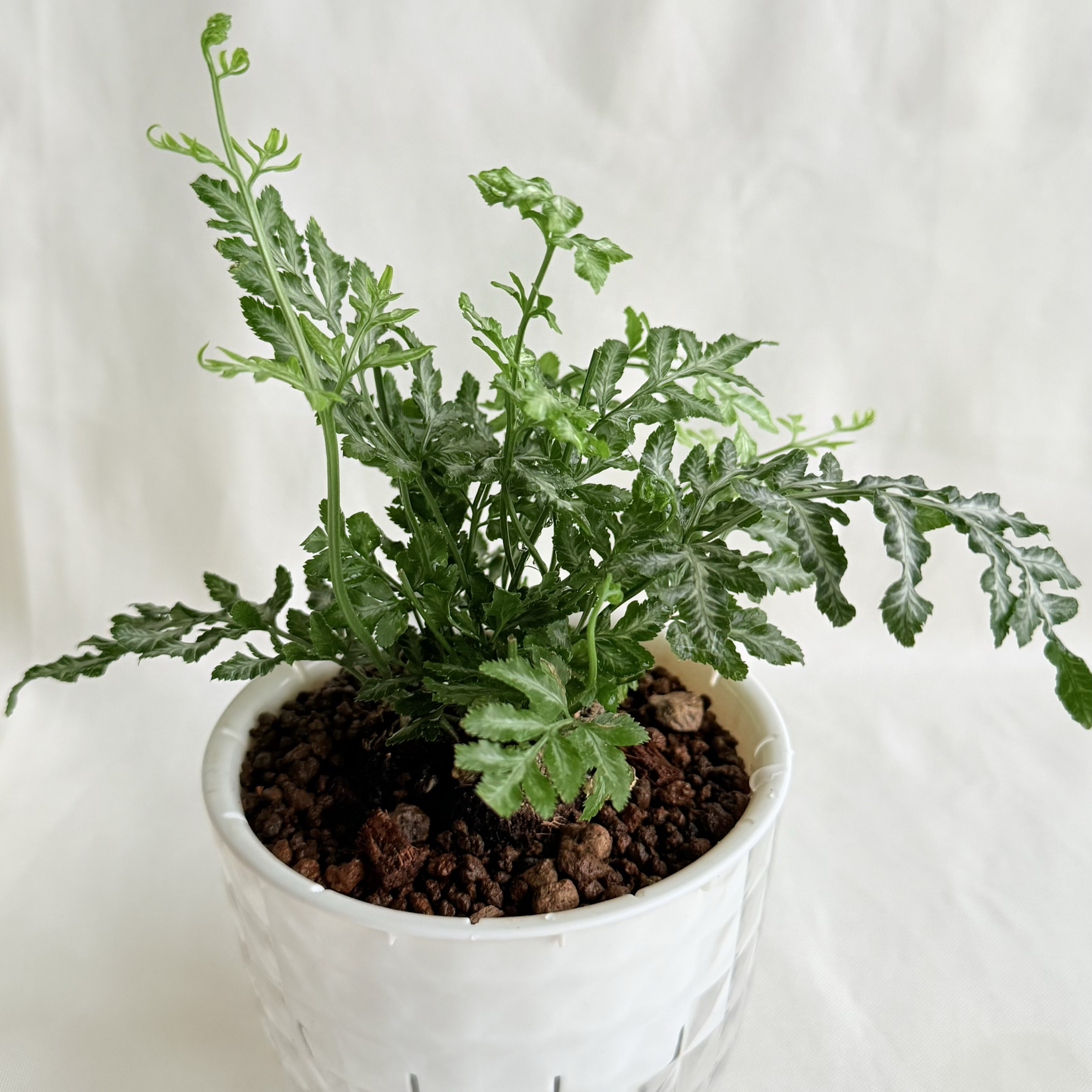 銀脈鳳尾蕨｜自動吸水盆植物