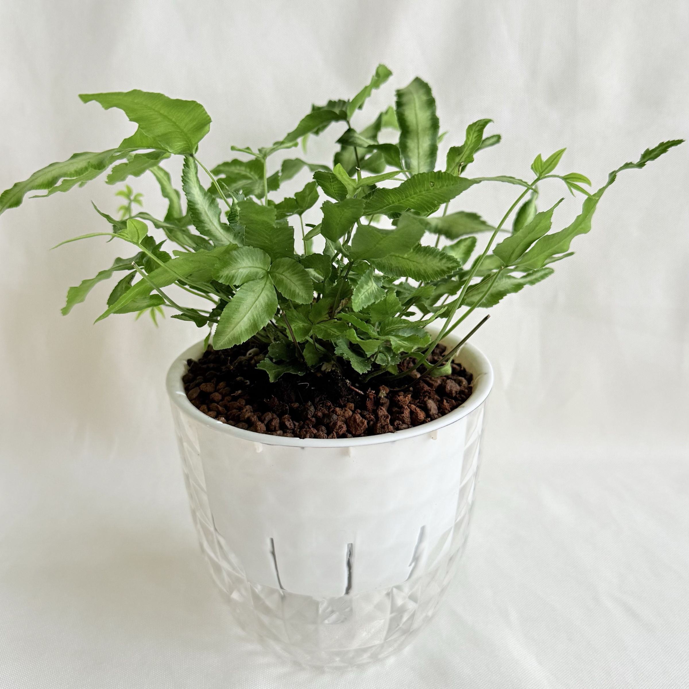 白玉鳳尾蕨｜自動吸水盆植物