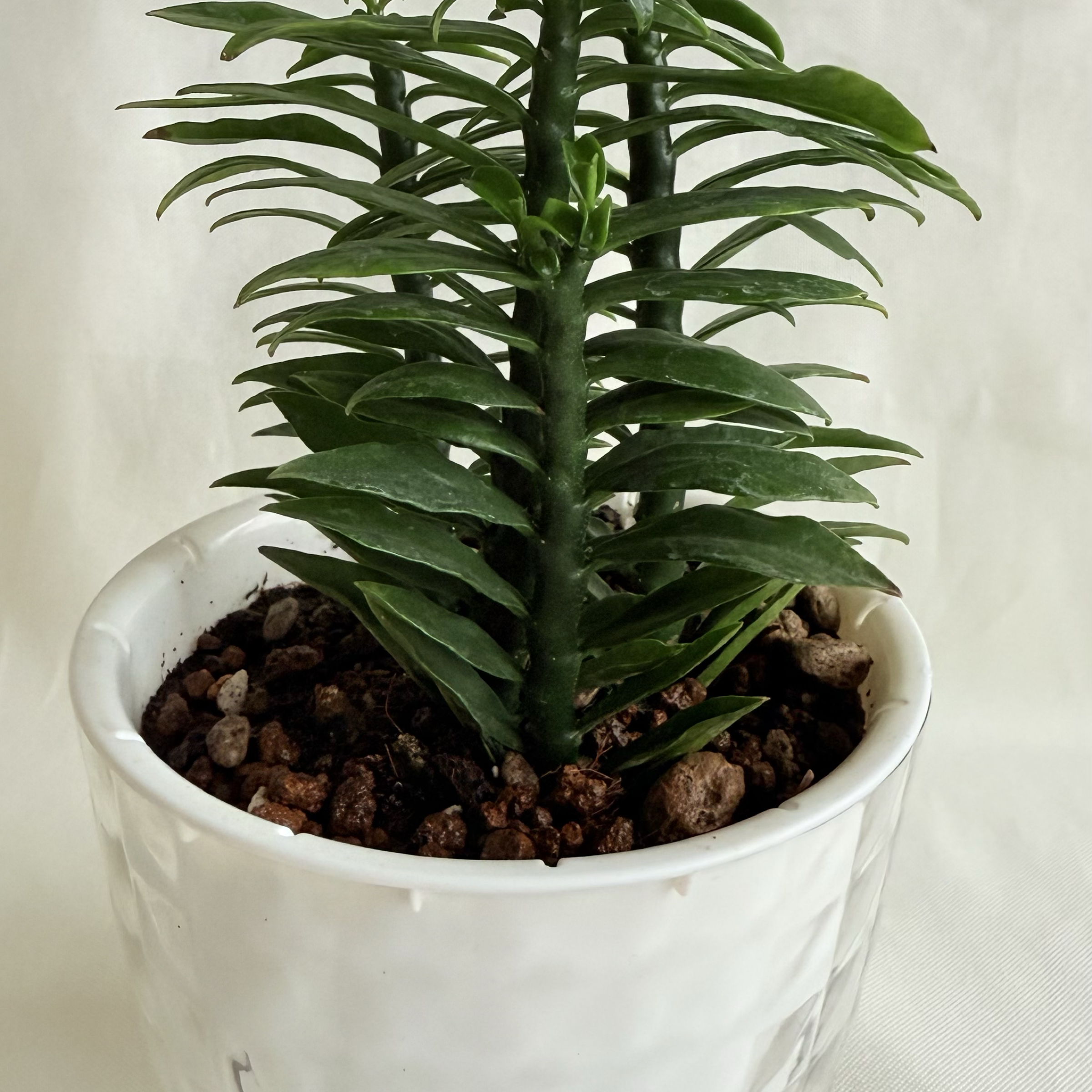 青龍｜自動吸水盆植物