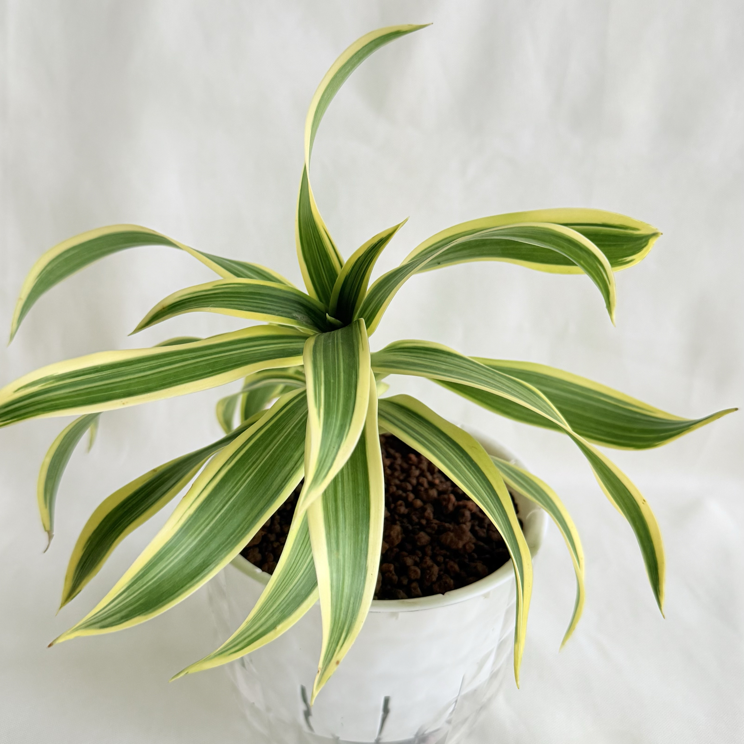 百合竹｜自動吸水盆植物