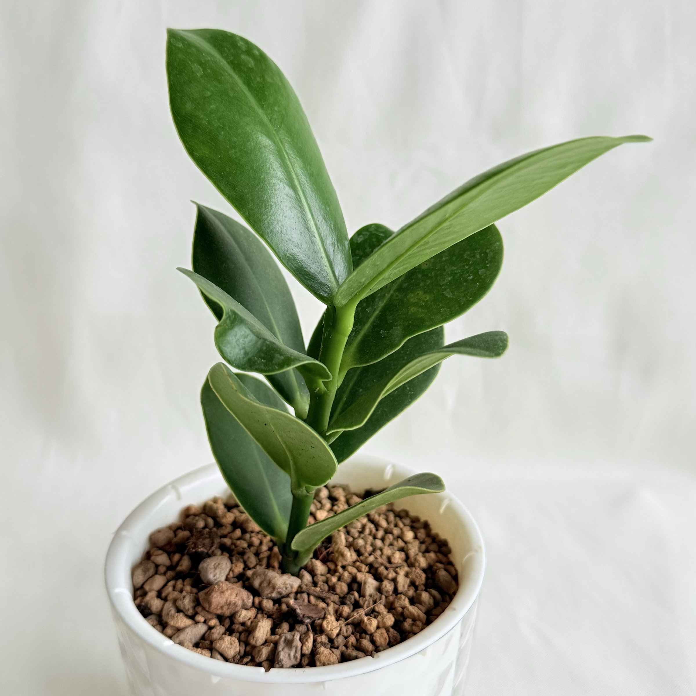 書帶木（聚財樹）｜自動吸水盆植物
