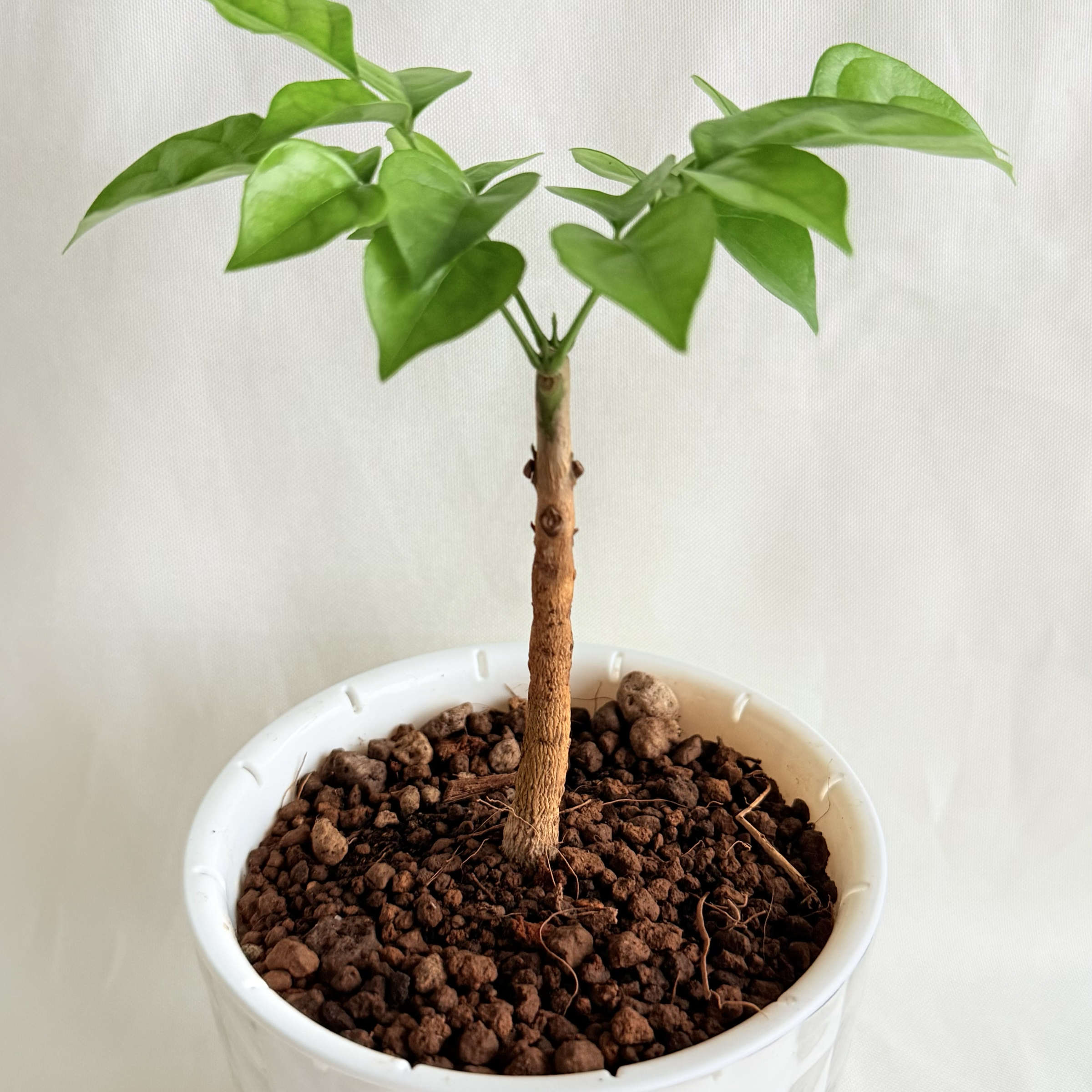 聚寶樹（菜豆樹、幸福樹）｜自動吸水盆植物