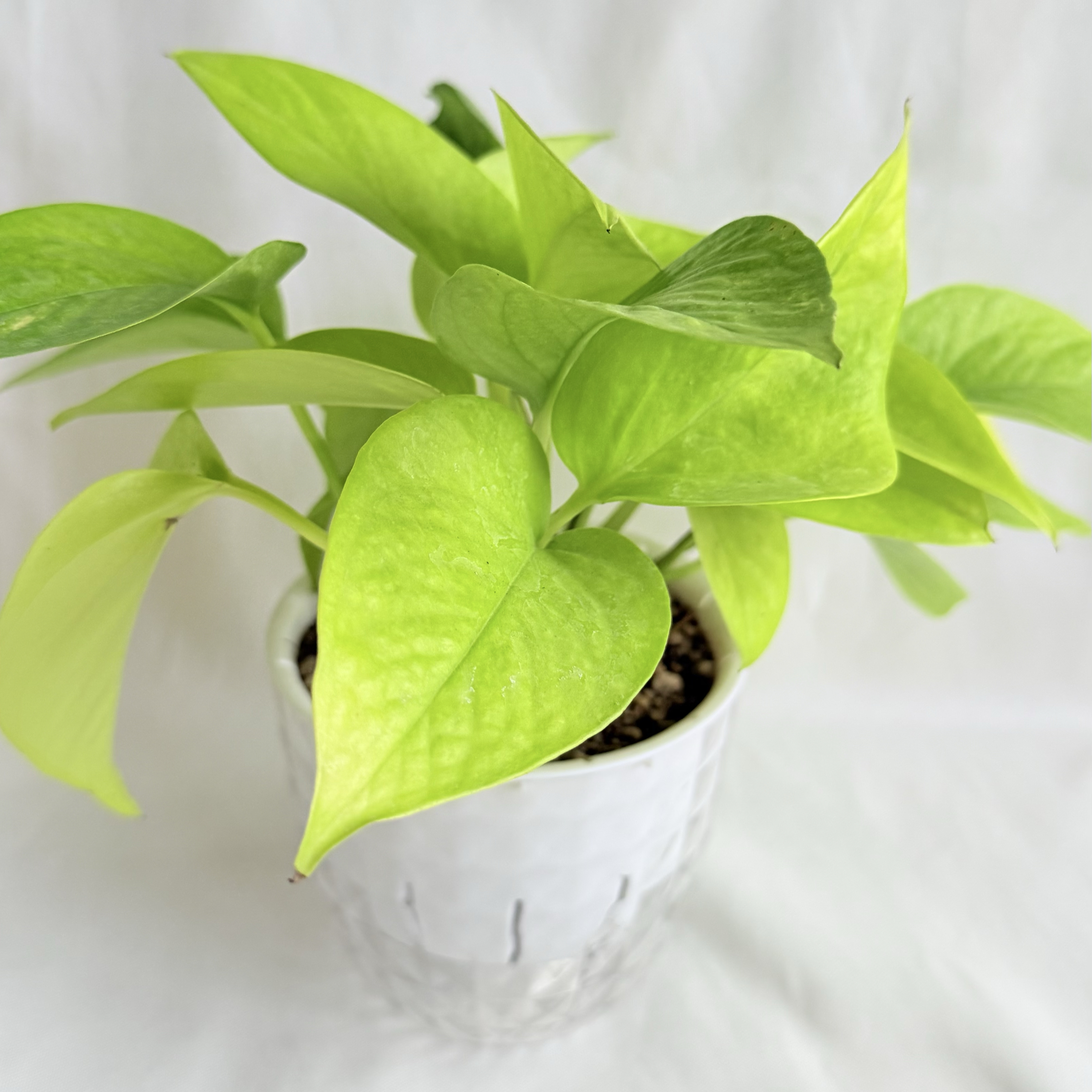 黃金葛｜自動吸水盆植物