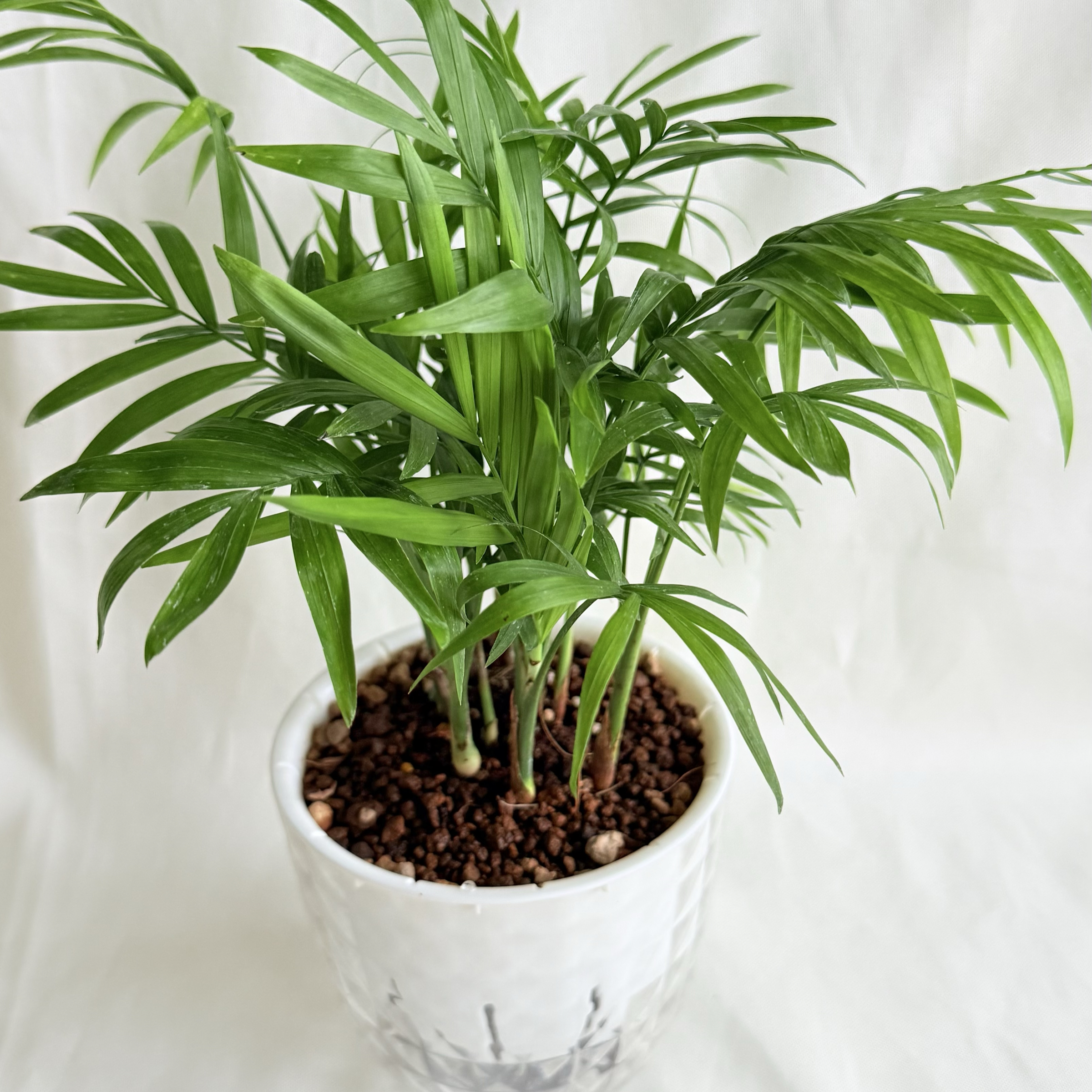 袖珍椰子｜自動吸水盆植物