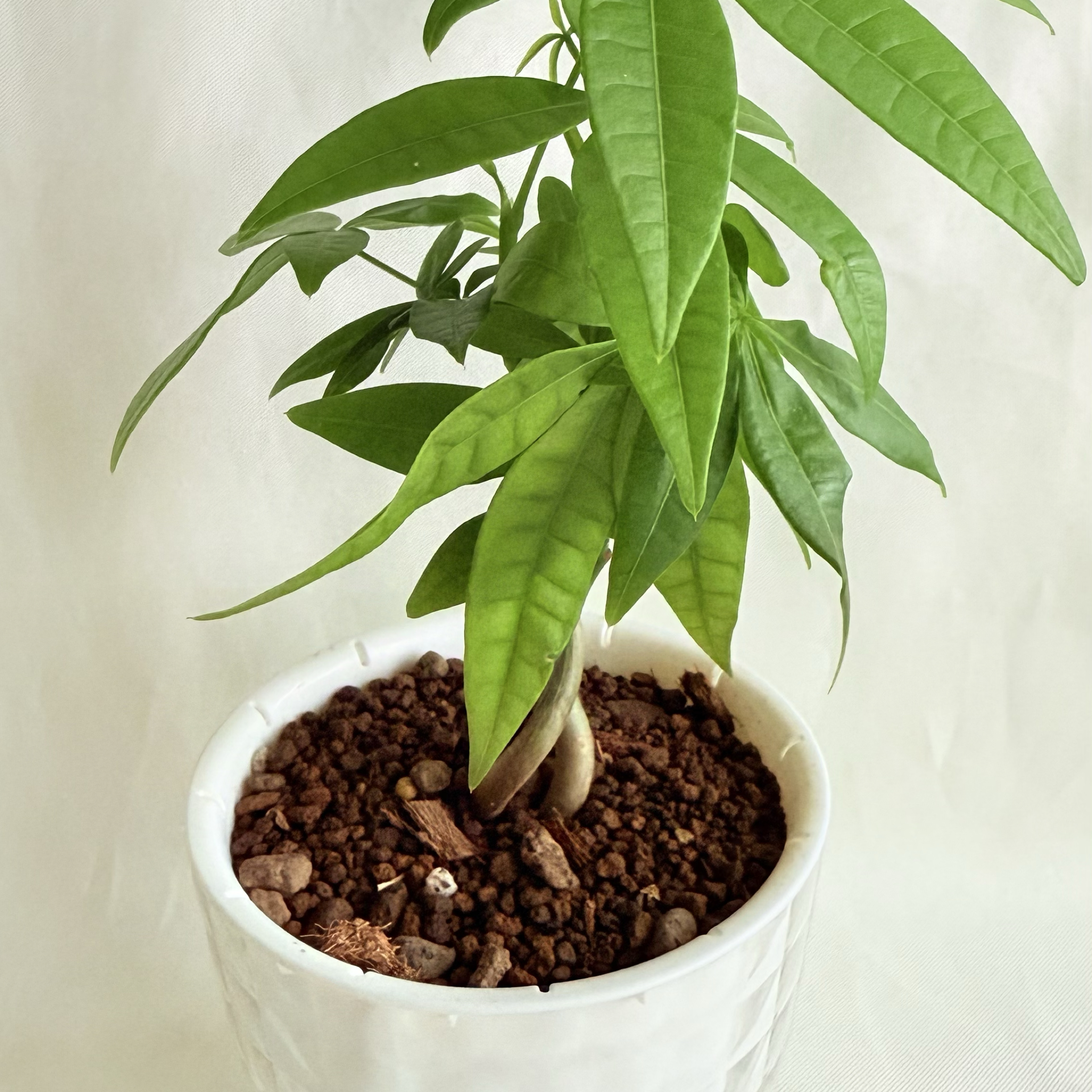 馬拉巴栗｜自動吸水盆植物