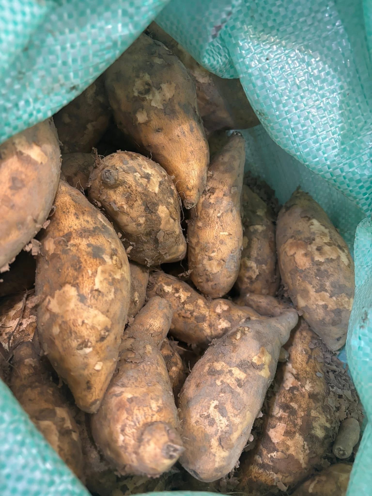 水林鄉57號黃地瓜