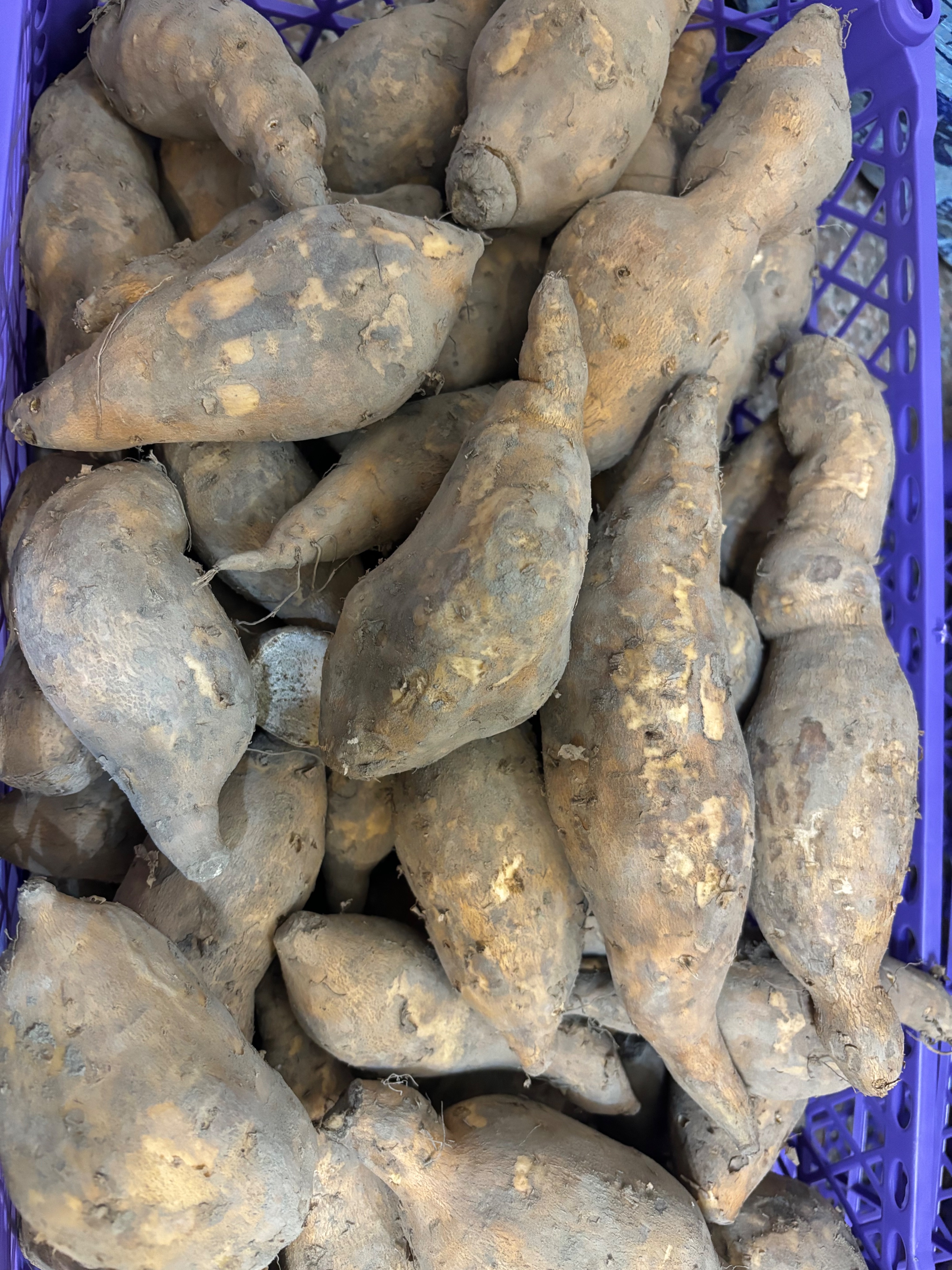 57號 黃金地瓜 惜福品