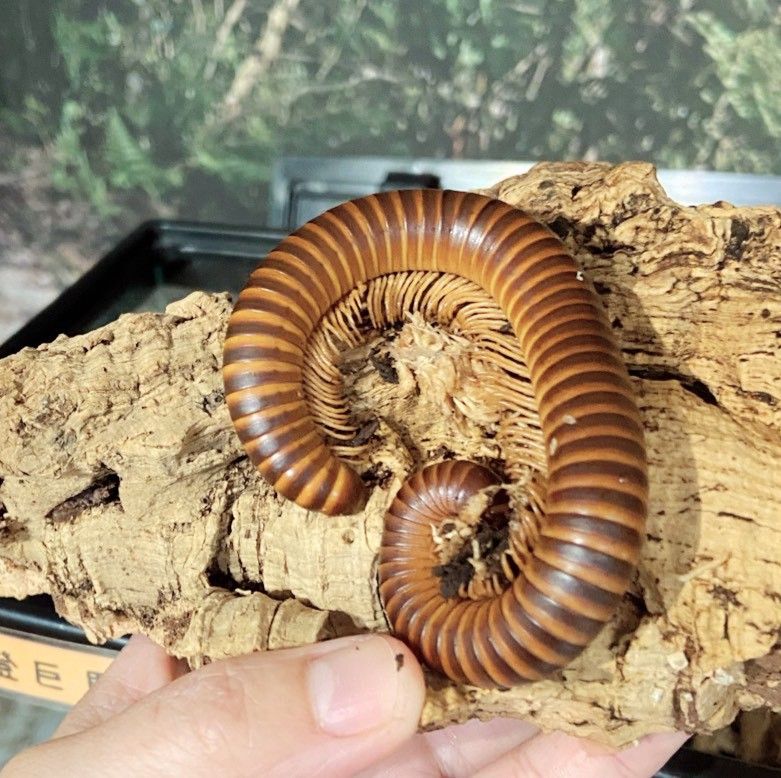 Sechelleptus sp. 來自馬達加斯加的美麗大馬陸
