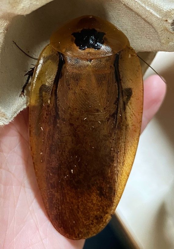 巴拿馬巨人蟑螂若蟲3cm*5