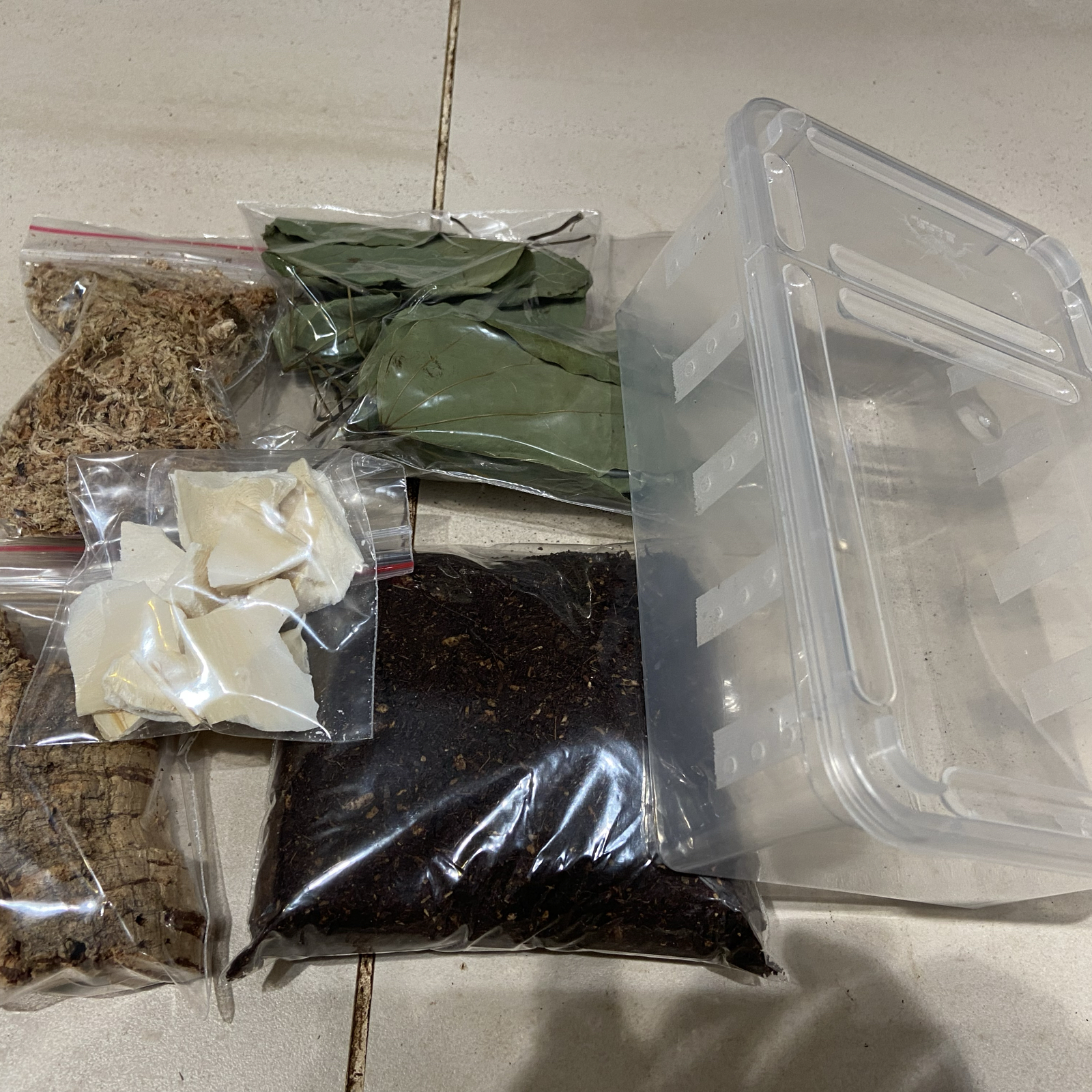 鼠婦馬陸飼育組