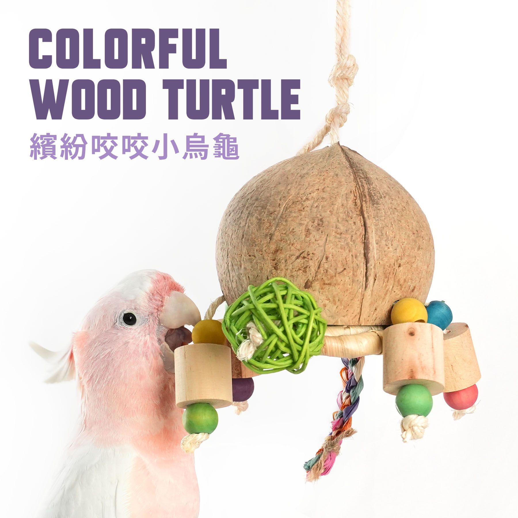 FN-N｜繽紛咬咬小烏龜