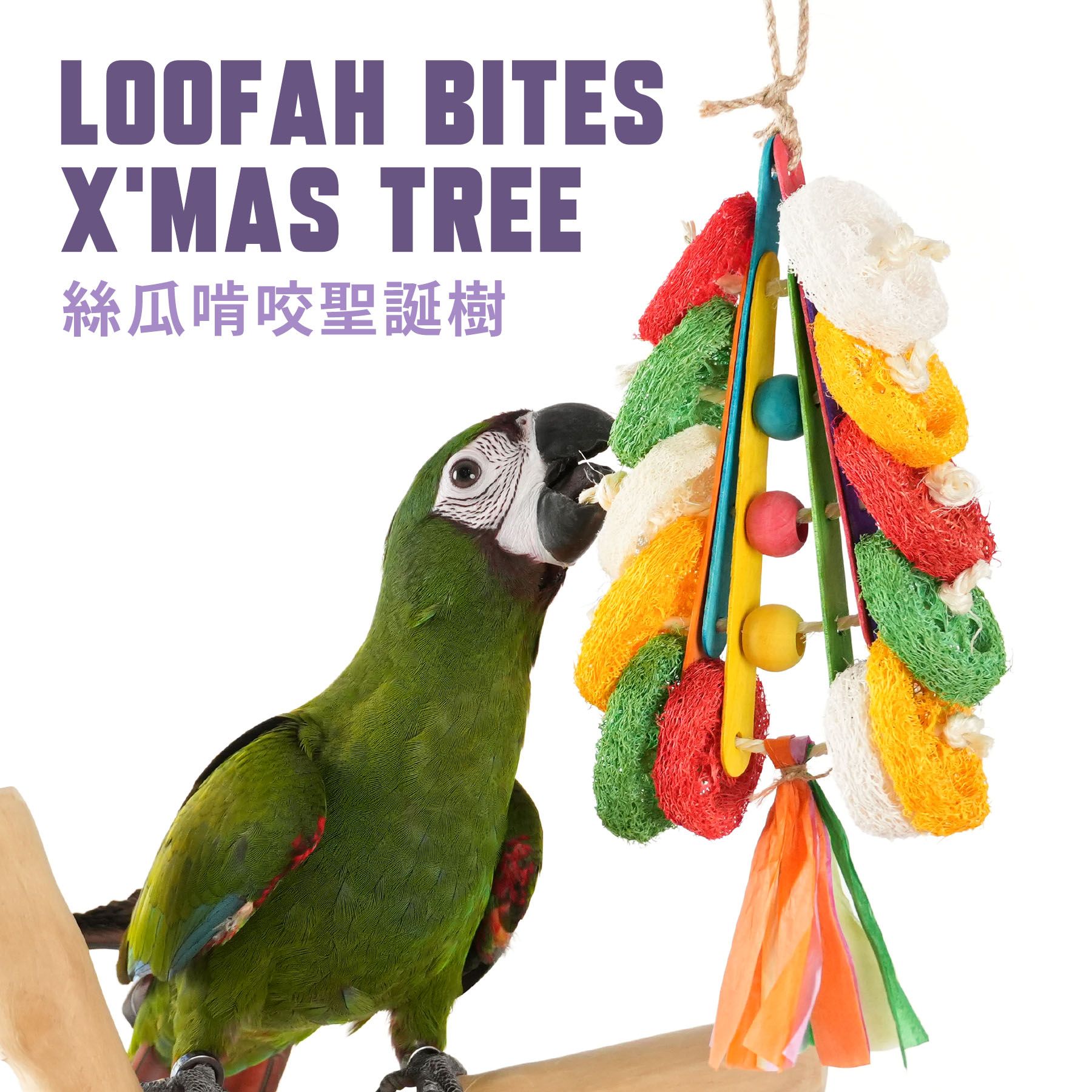 FN-P｜絲瓜啃咬聖誕樹