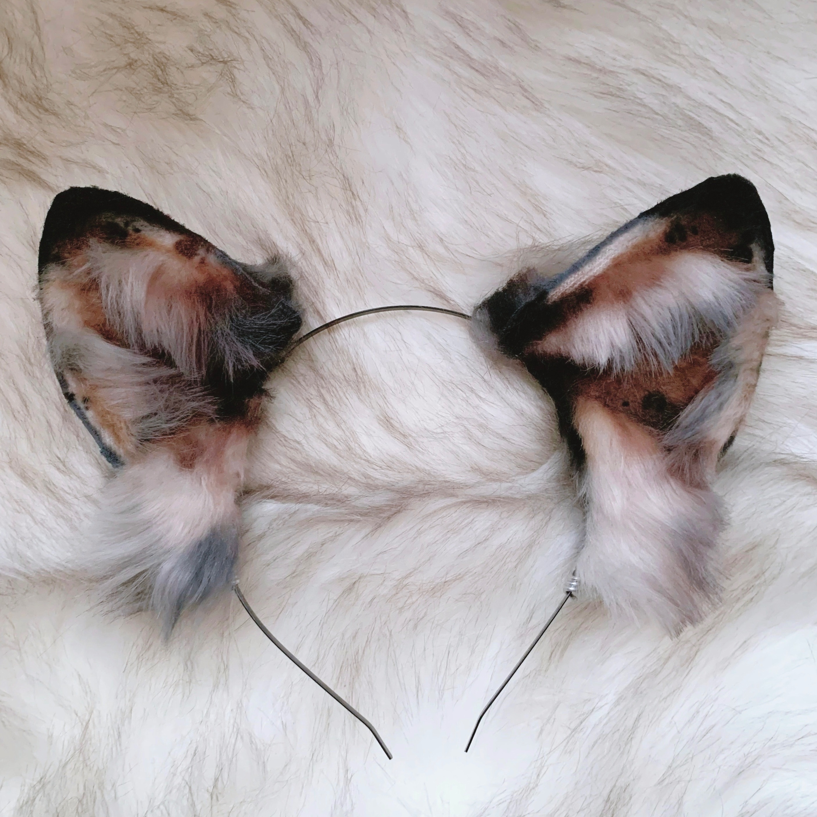 隕石色牧羊犬耳朵