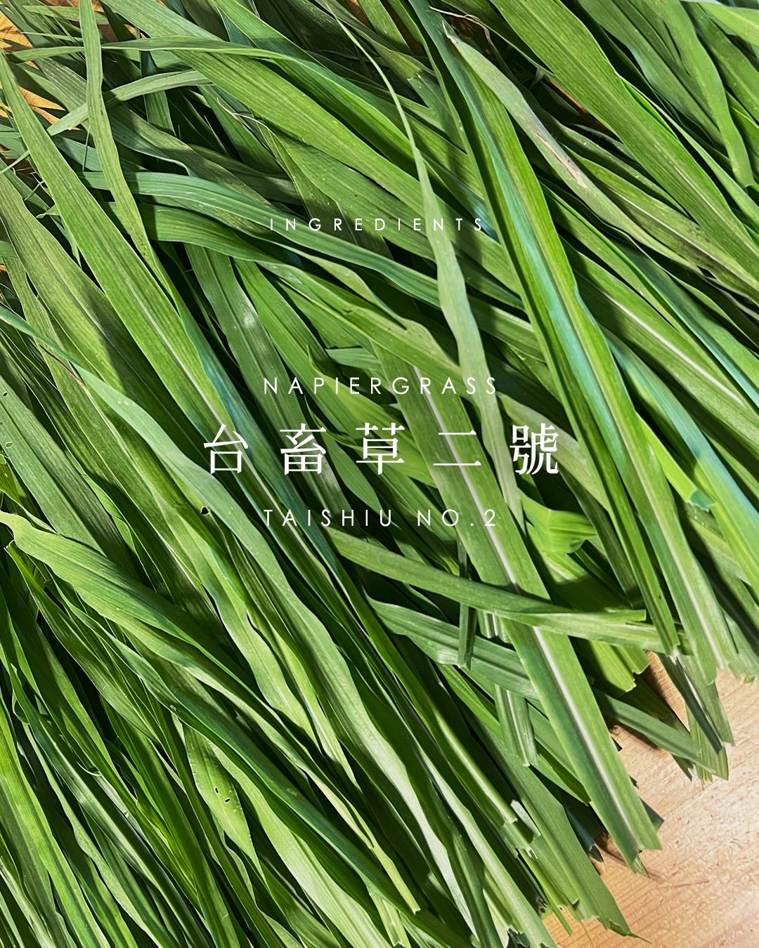 🌱 台畜草二號 - 鮮草