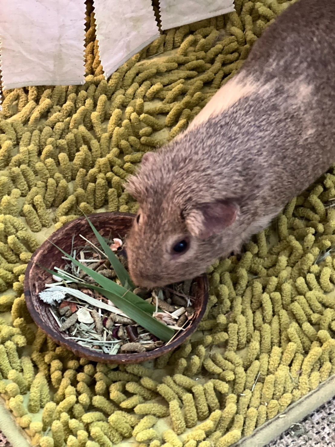 🥥 椰子殼飼料碗