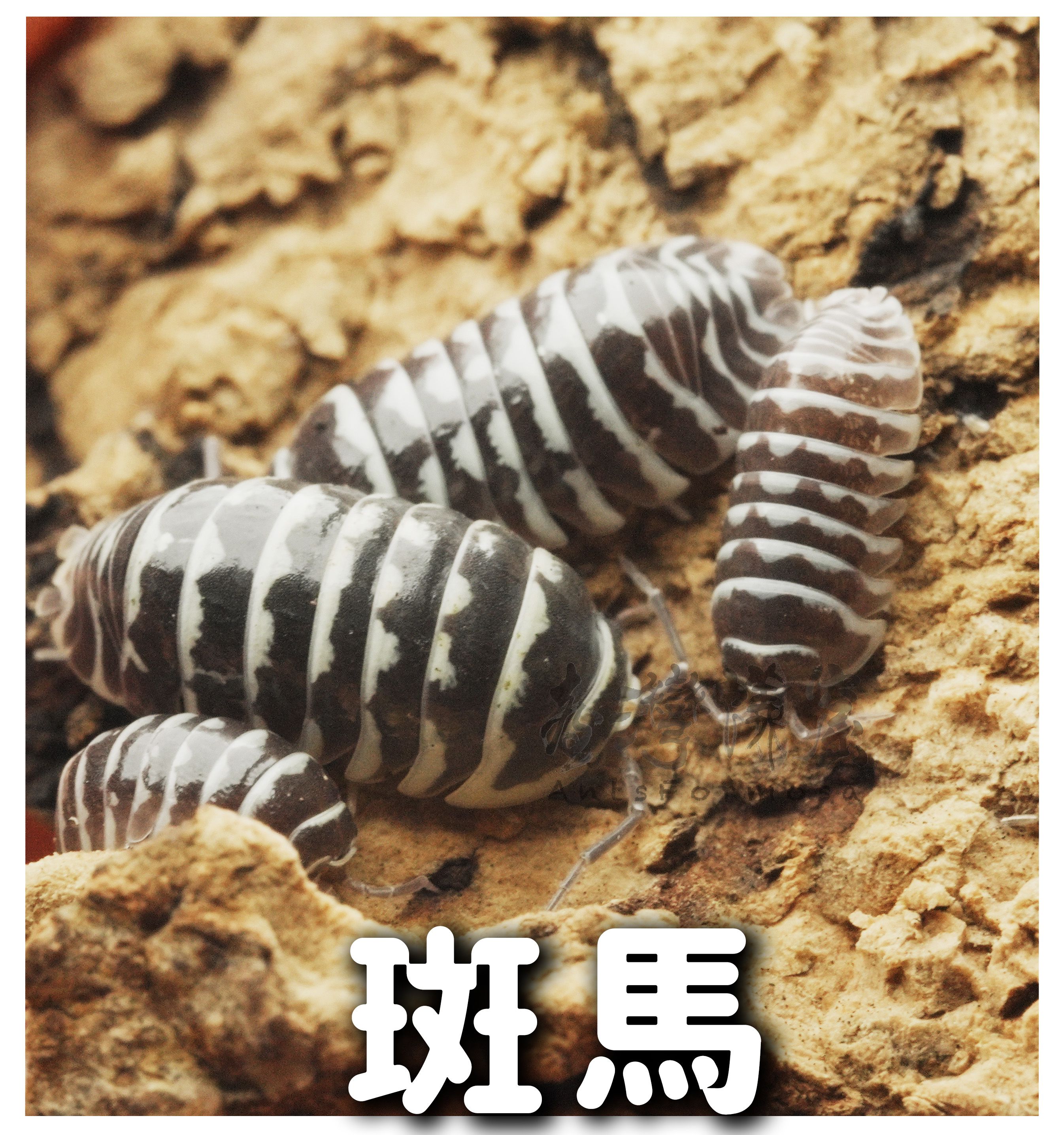 ＜高Cp值，新手最推＞