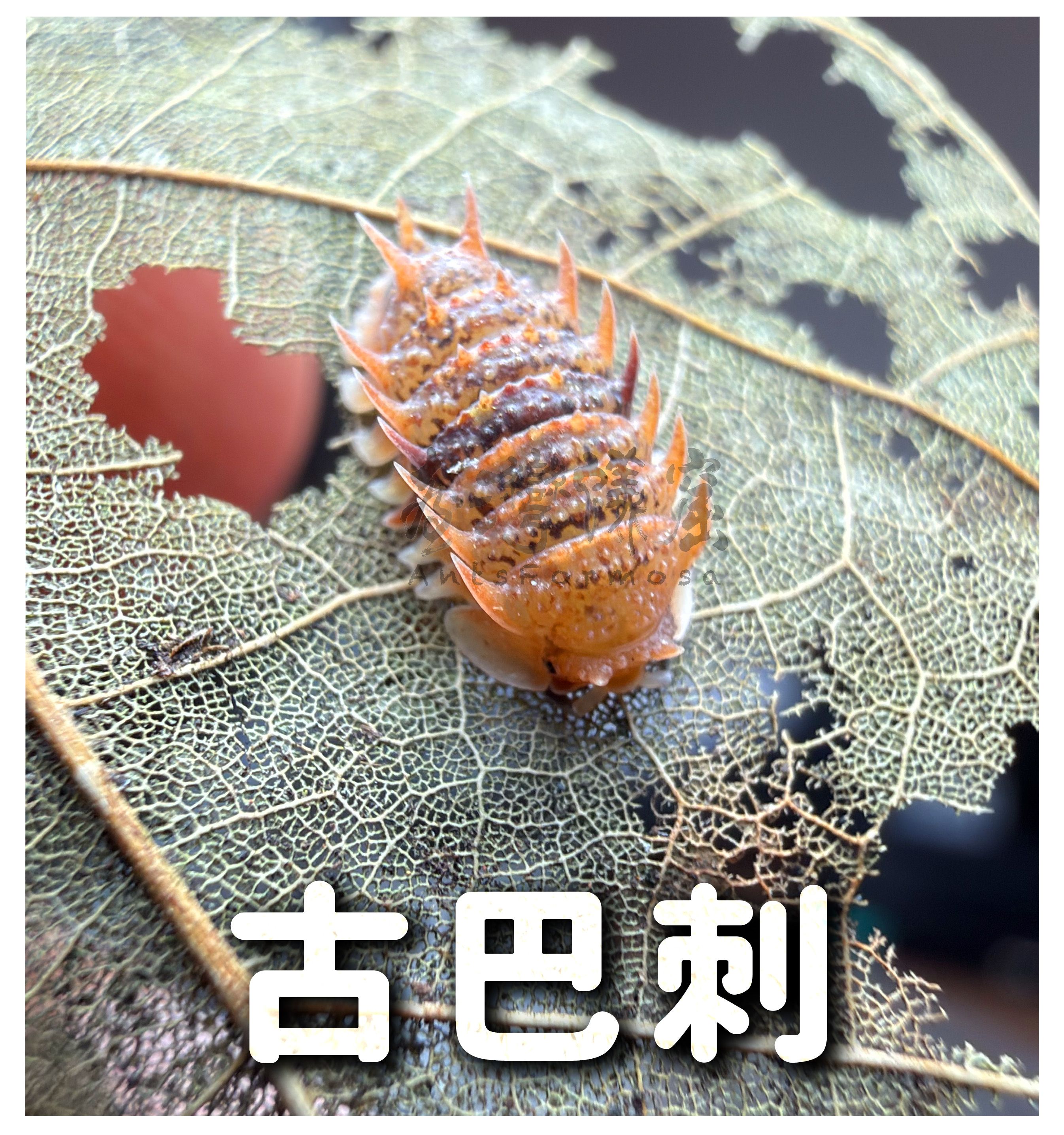其他屬模型（A屬、N屬、刺刺屬、F屬菲律賓）