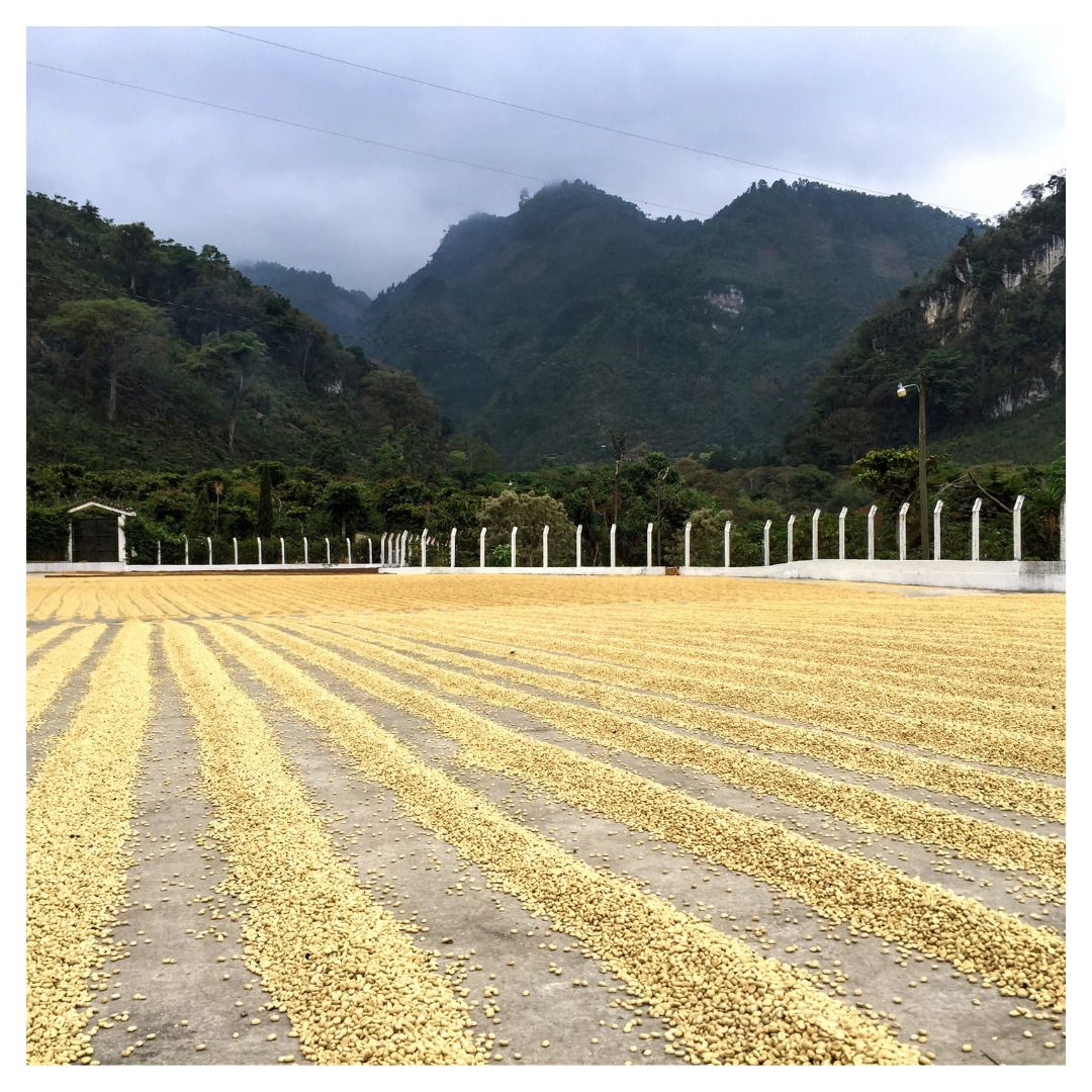 【新豆上架 已斷貨賣完為止】瓜地馬拉 艾茵赫特莊園 紅色卡杜艾 水洗| 原豆、濾掛咖啡