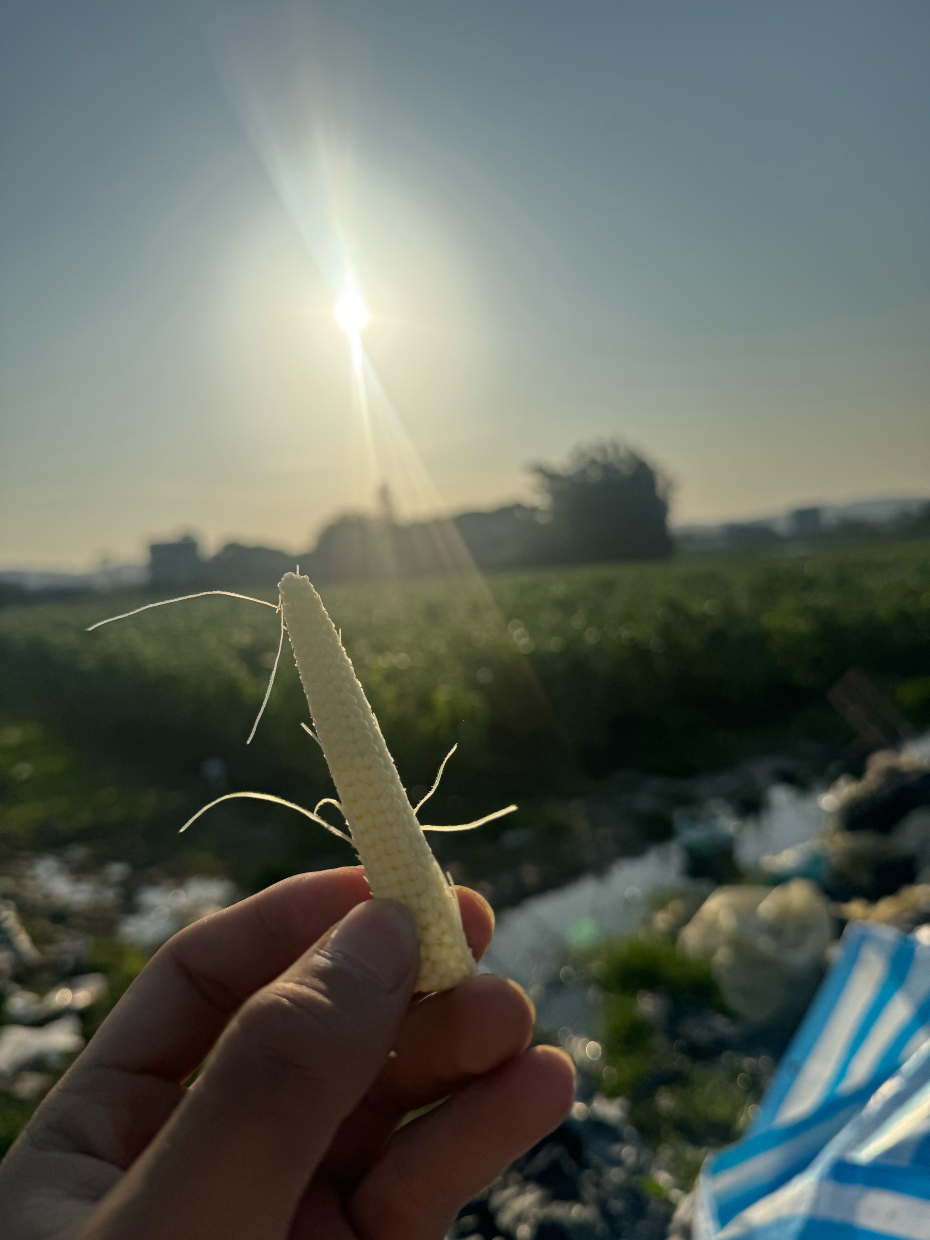 白龍王玉米筍 甜玉米 水果玉米