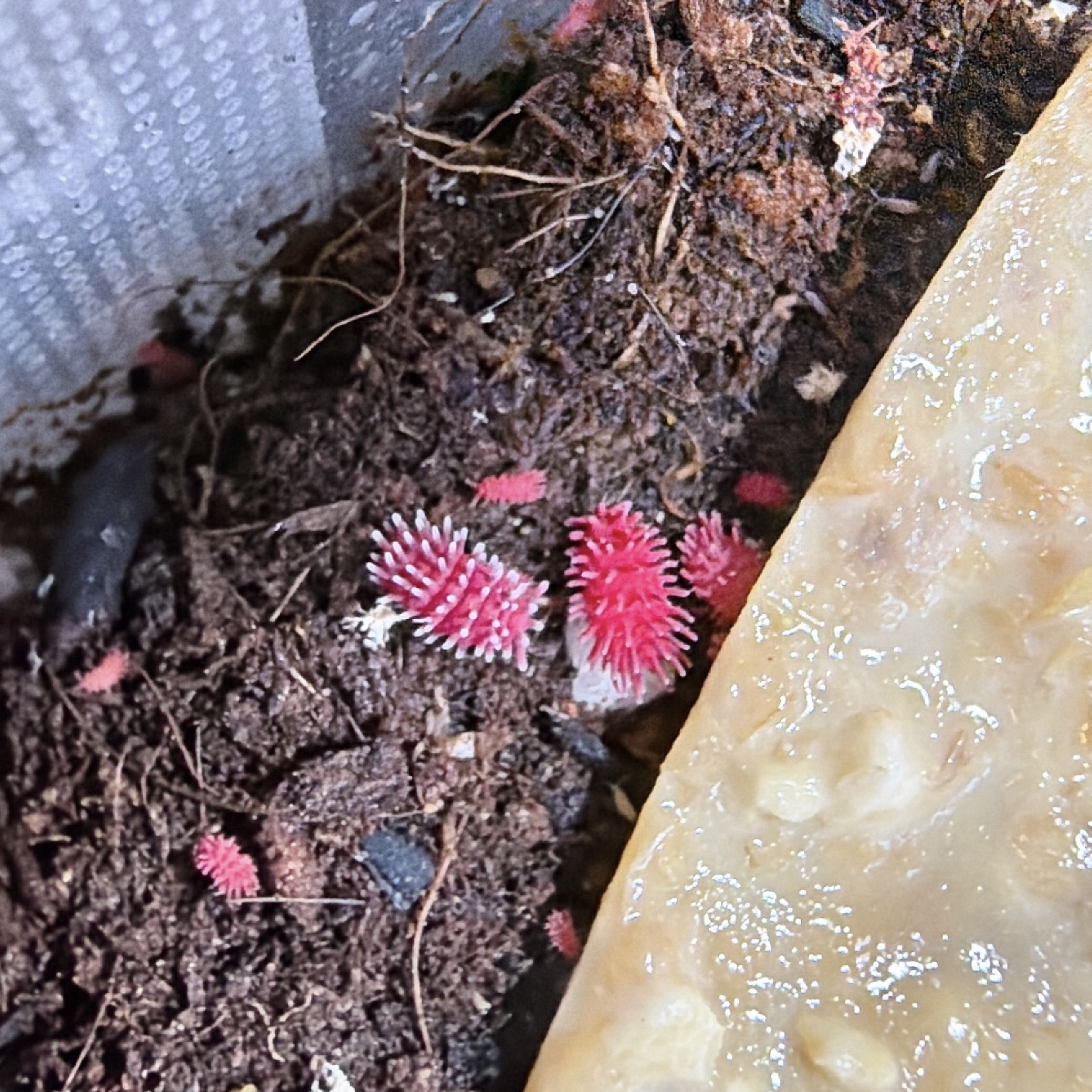 擬蠍、跳蟲、黏菌專區