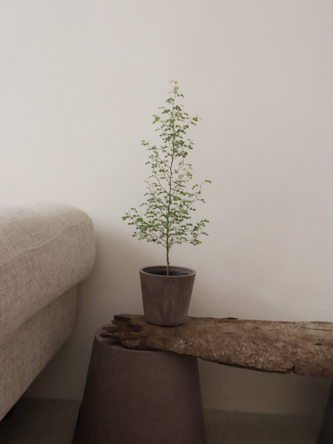 礦紋系列盆-砂岩咖
