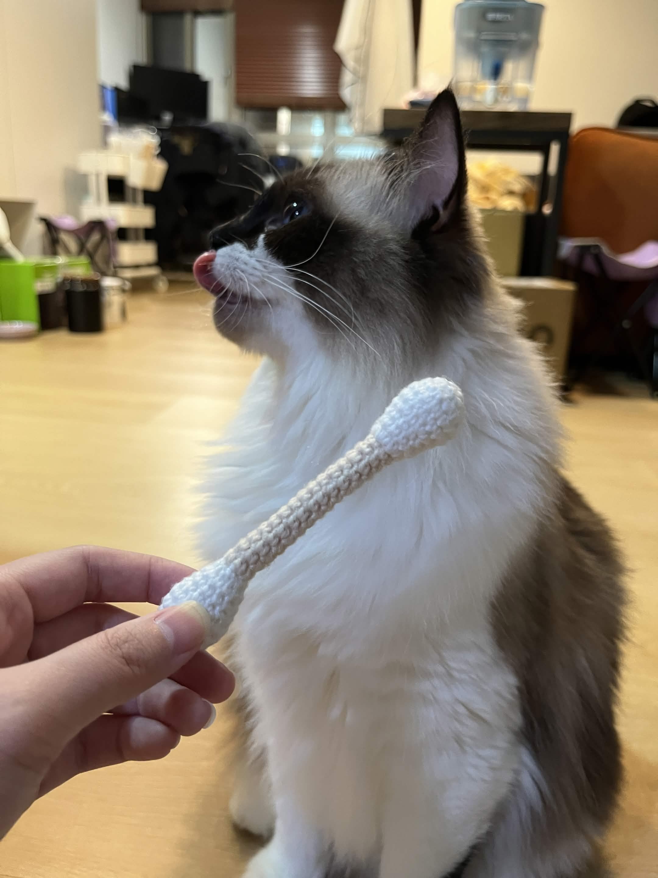 貓咪玩具