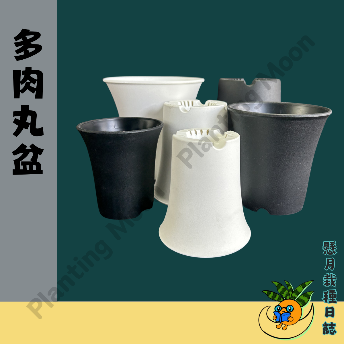 【懸月栽種日誌】塑膠盆｜多肉丸盆｜虎尾蘭 仙人掌 大戟 積水鳳梨 龍舌蘭 塊根 多肉 觀葉 塑膠盆 潮流盆 透氣盆