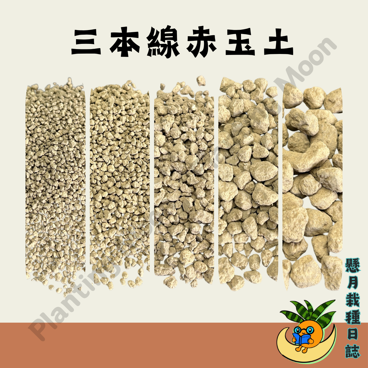 【懸月栽種日誌】介質｜三本線赤玉土｜虎尾蘭 仙人掌 大戟 積水鳳梨 龍舌蘭 塊根 多肉 觀葉 塑膠盆 潮流盆 透氣盆