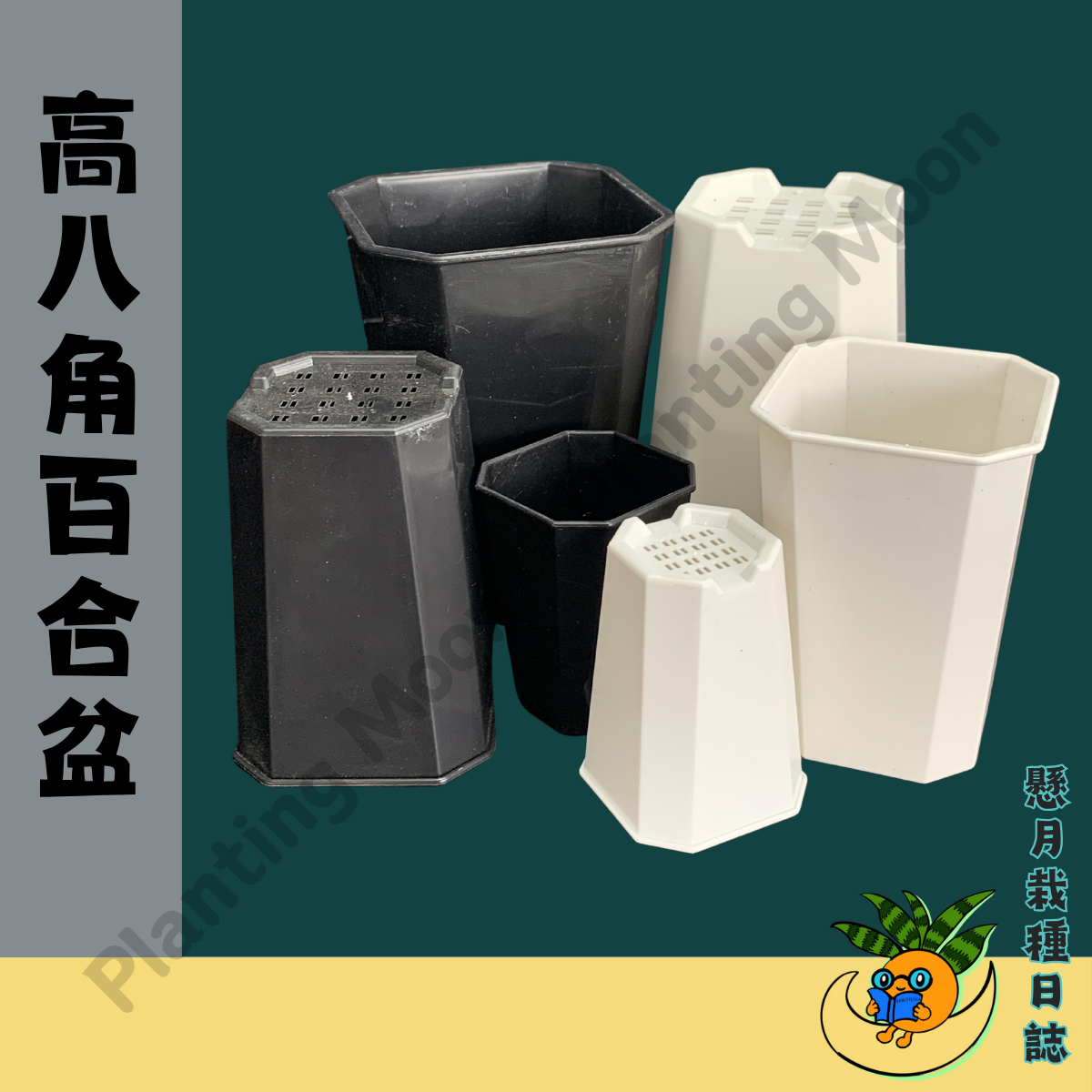 【懸月栽種日誌】塑膠盆｜高八角百合盆｜虎尾蘭 仙人掌 大戟 積水鳳梨 龍舌蘭 塊根 多肉 觀葉 塑膠盆 潮流盆 透氣盆