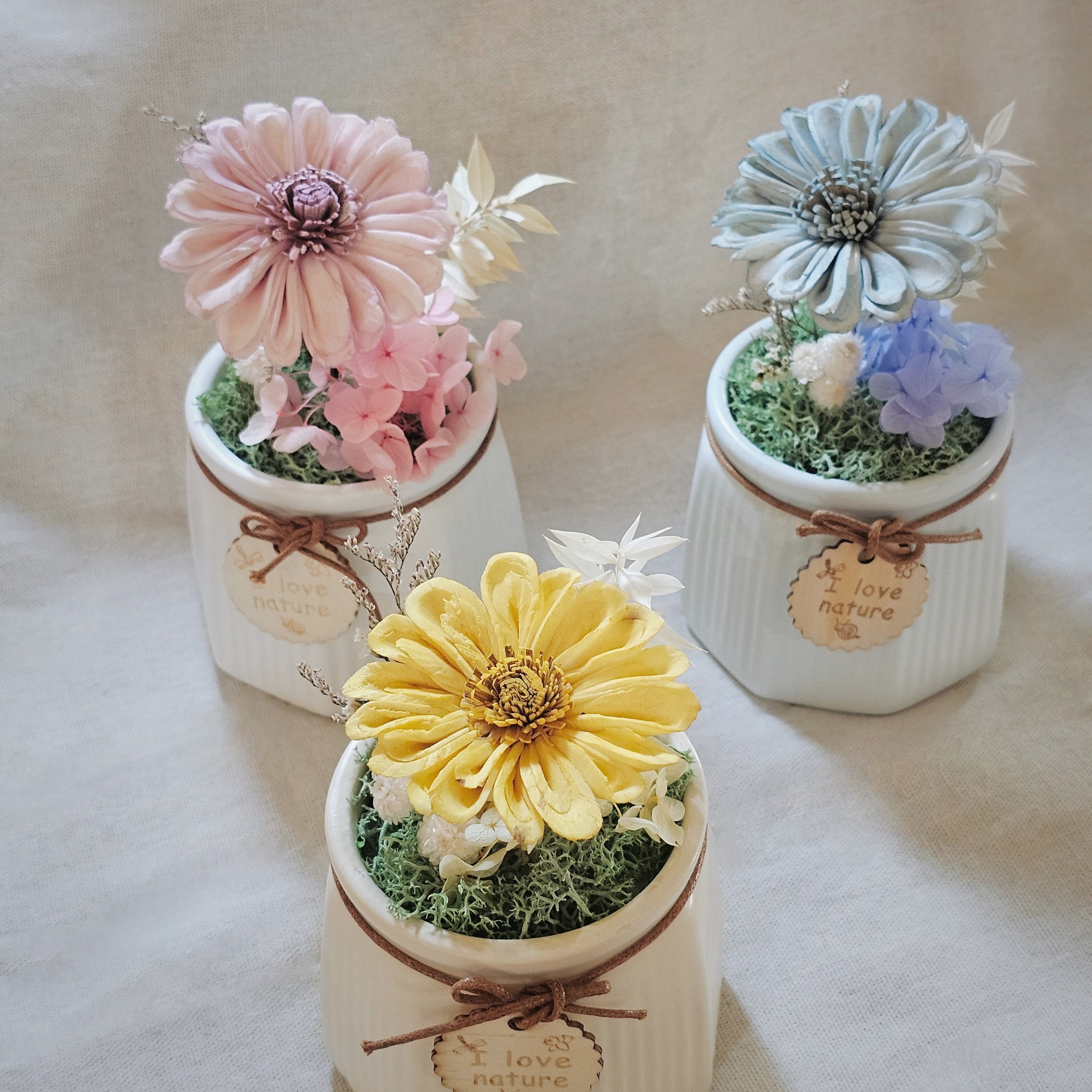 索拉太陽花 擴香盆花