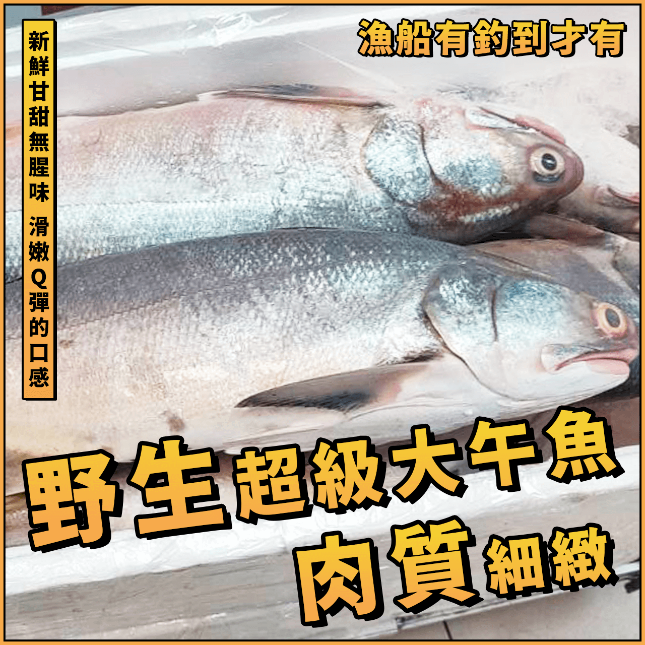 【天天來海鮮】頂級台灣午仔魚 大海午仔魚（黑翅）550/600克  ／大午仔魚／午仔魚
