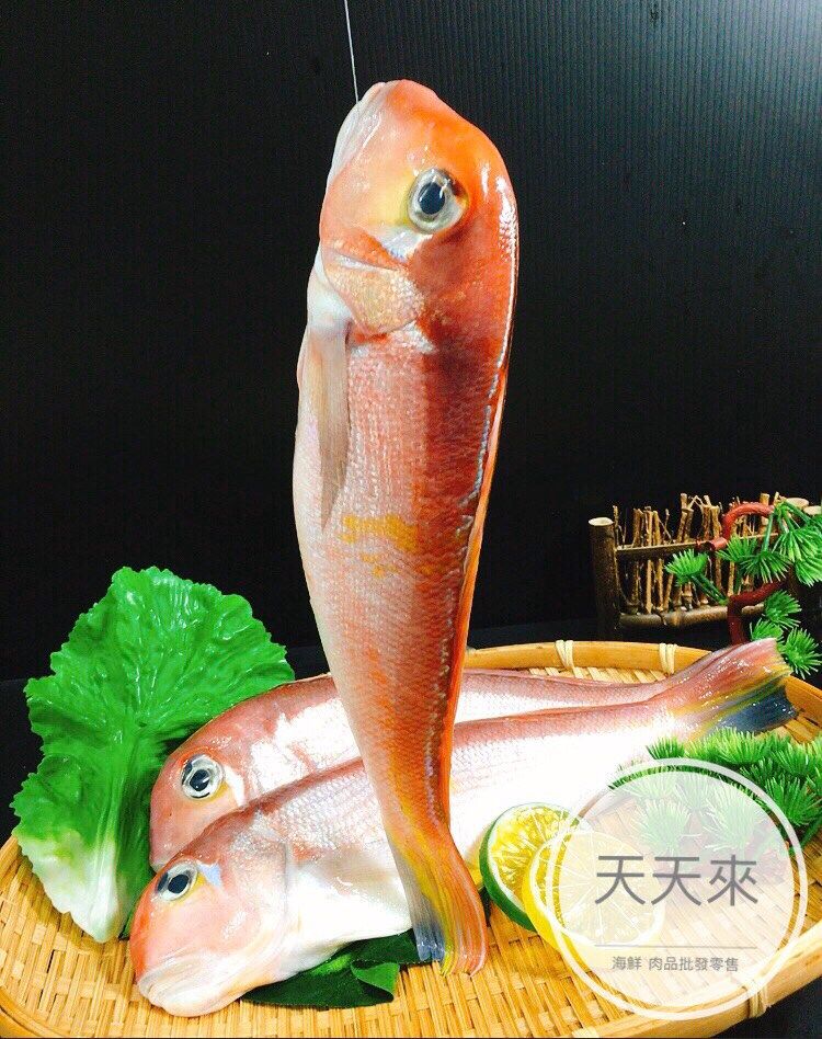 【天天來海鮮】基隆港頂級馬頭魚／頂級馬頭魚／馬頭魚／野生