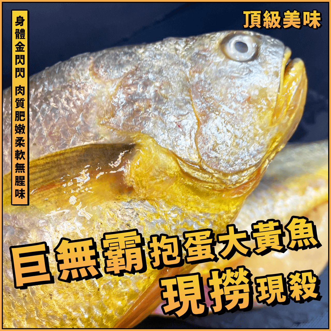 【天天來海鮮】巨無霸抱蛋大黃魚／1尾 500~600g、1尾 600~700g／抱蛋黃魚