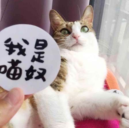 🐱 我是貓奴 vs 鏟屎官｜防水貼紙｜行李箱・水壺・安全帽（台灣製）
