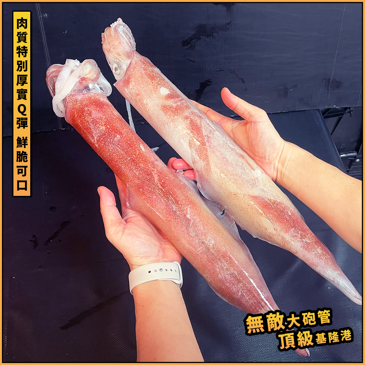 【天天來海鮮】基隆港船釣活凍巨無霸大砲管35公分上／大砲管／透抽