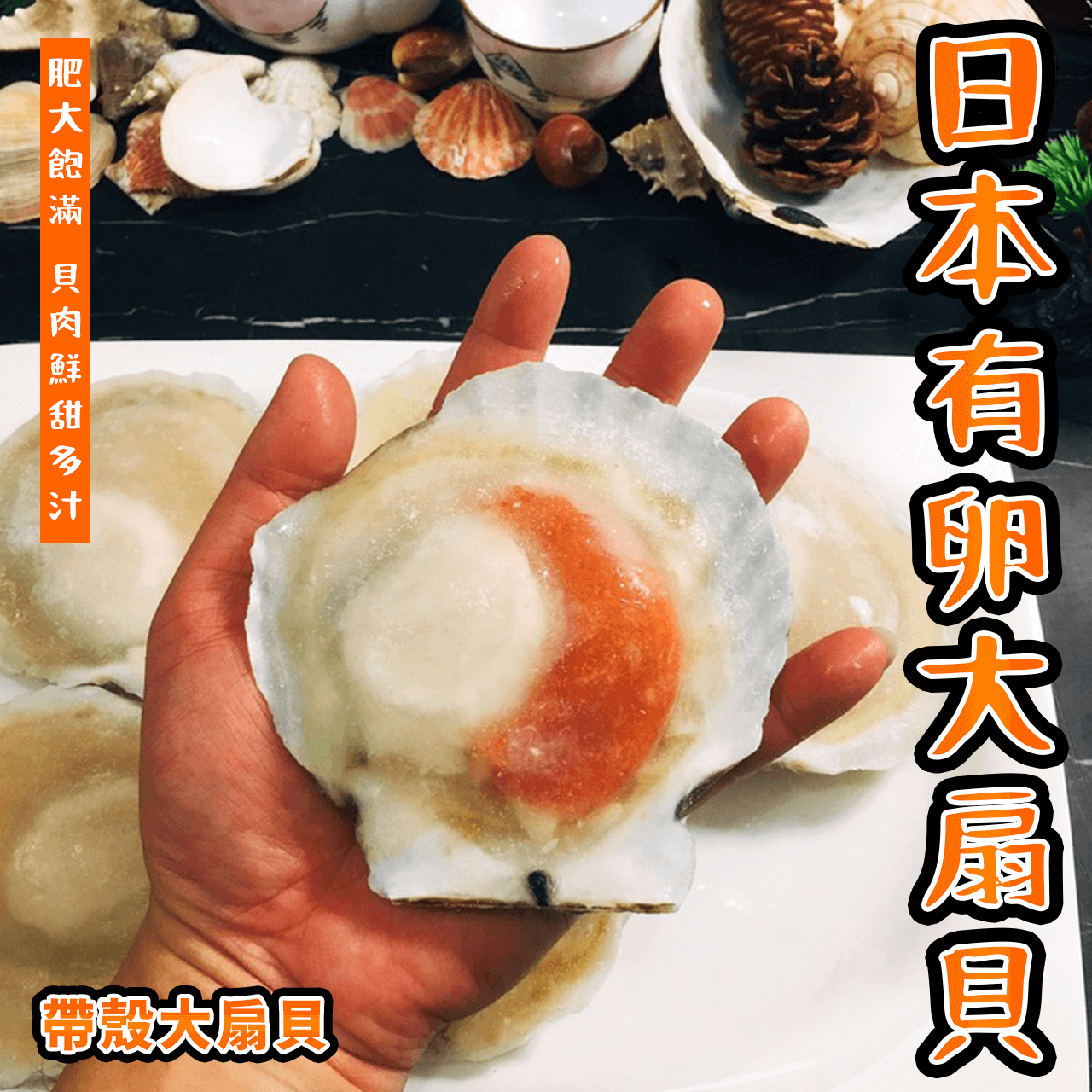 【天天來海鮮】💮 日本帶殼有卵大扇貝1公斤9-10大顆／飯店／餐廳／團購／批發／零售