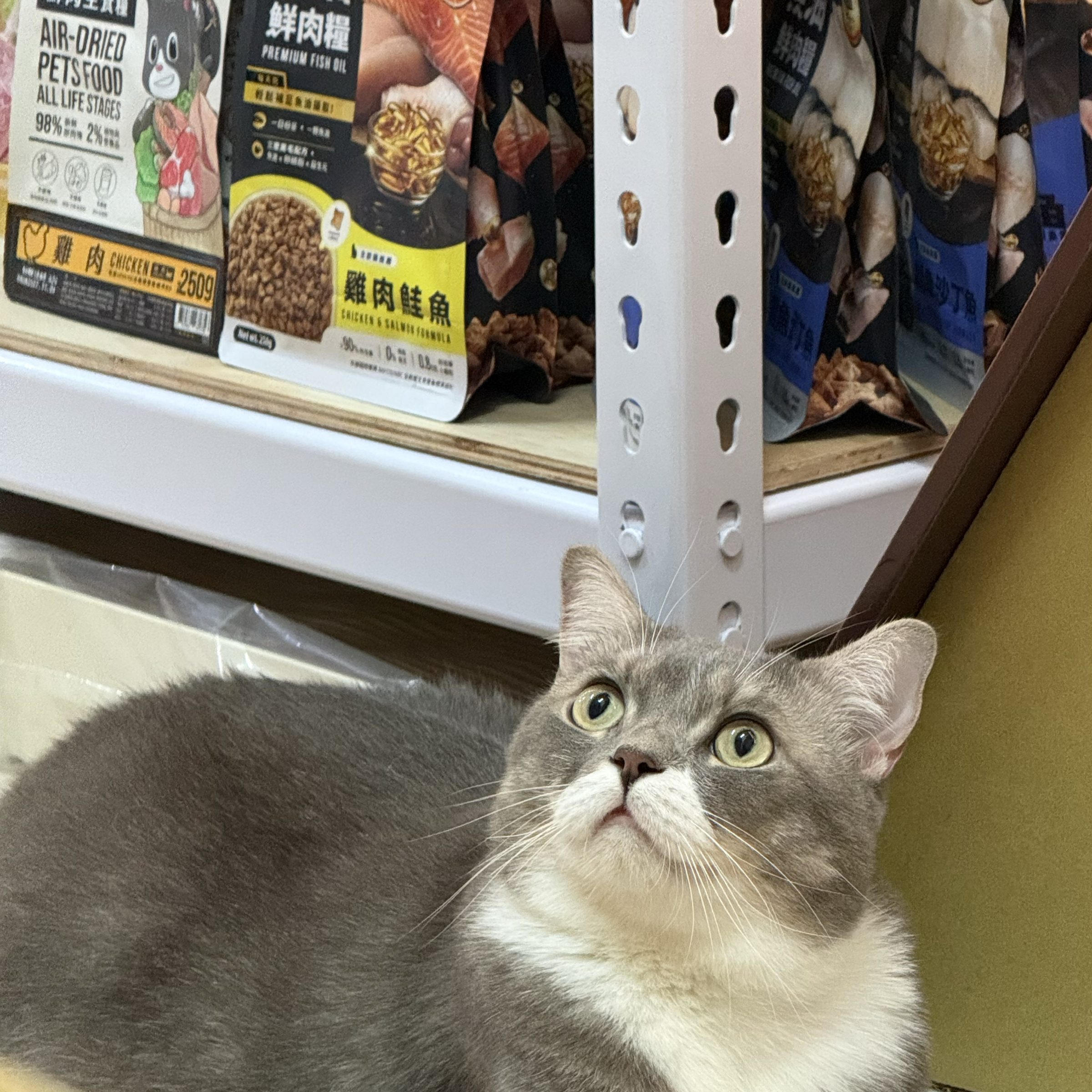奧咪樂德國貓草玩具