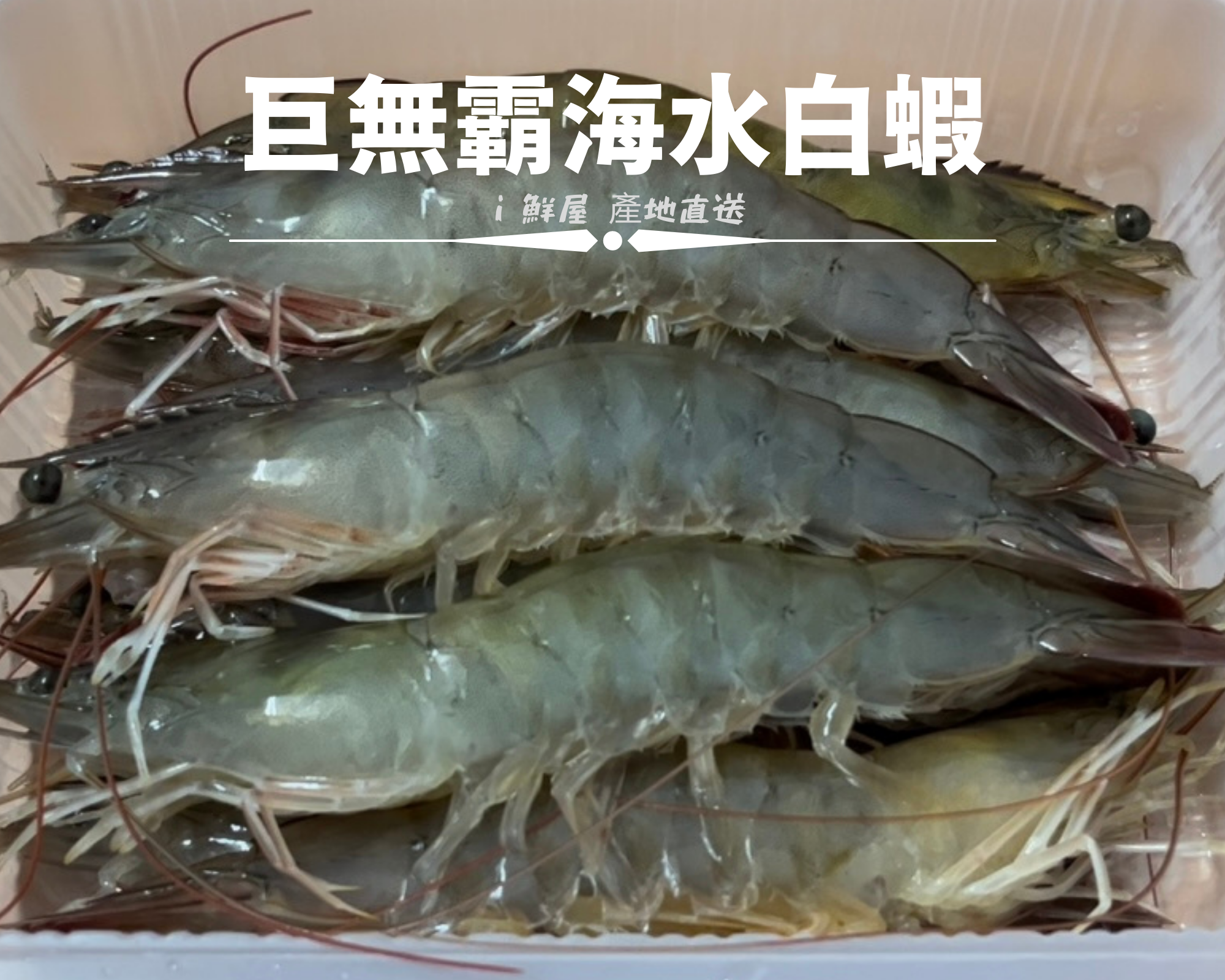 海水活凍巨無霸白蝦